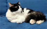 为什么把猫咪关在房间会叫