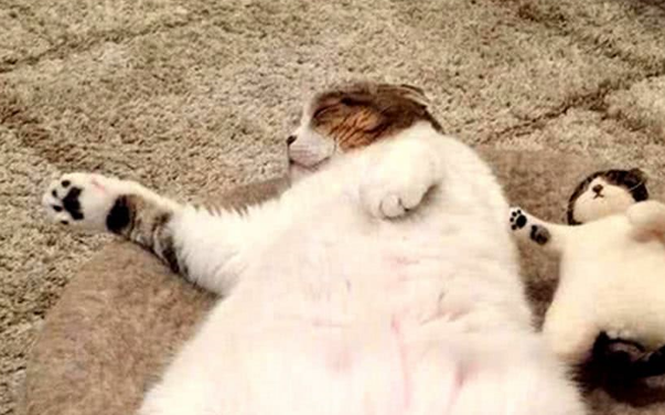 猫咪排队偷肉吃,轮流放风,黑猫:快点吃 猫咪排队偷肉吃,轮流放风,黑猫:快点吃