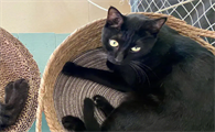 玄猫幼猫多少钱一只