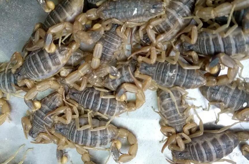 养蝎子能赚钱吗?蝎子养殖前景如何