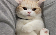 猫咪配种为什么不能看出来