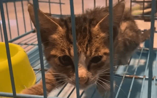 救了一只流浪猫意味着什么 救了一只流浪猫意味着什么