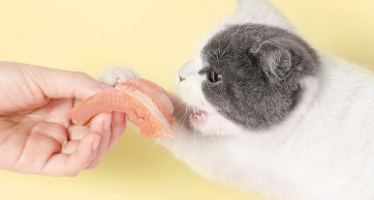 猫享猫粮6种鱼价格