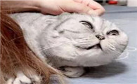 猫为什么抓脸抓头发