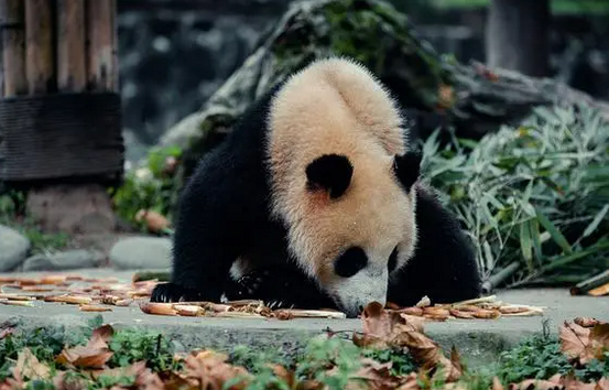 熊猫资料介绍