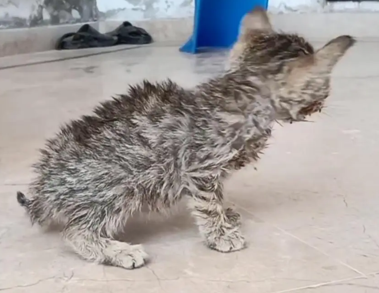 流浪猫被烟花吓跑了