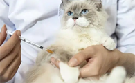 一个月的小猫会有狂犬病吗为什么呢