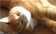 猫咪为什么会怕太阳呢