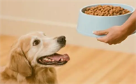 小型犬如何选狗粮呢