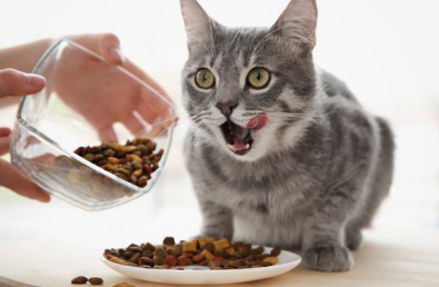 佩内特猫粮怎么样 佩内特猫粮怎么样