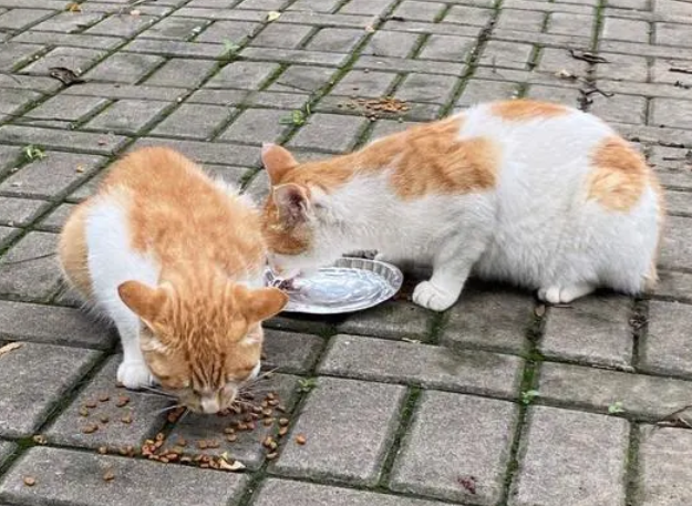 流浪猫会记住喂它的人吗