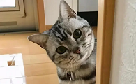 为什么猫咪会卡住头不动