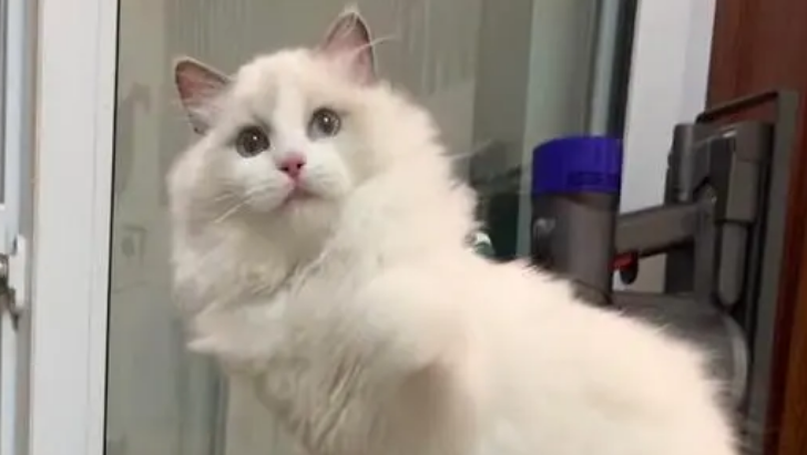布偶猫吃什么可以爆毛啊 布偶猫吃什么可以爆毛啊