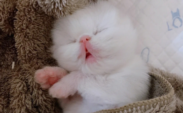 小奶猫白天一直睡觉正常吗