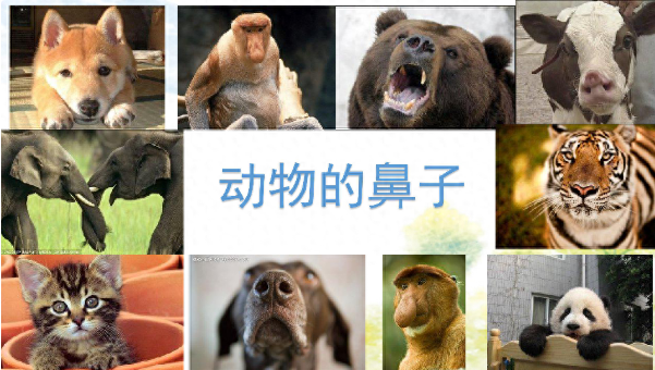 为何脊椎动物的鼻子都长在脑袋上？