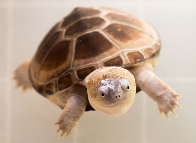 西非龟为什么不建议养