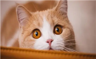 猫咪为什么总喜欢盯着人啊