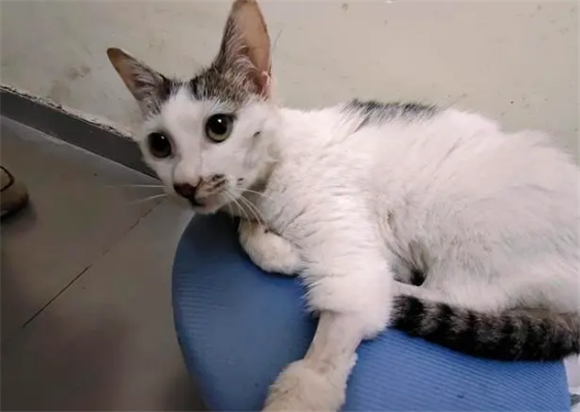 白色狸花猫千万不能养