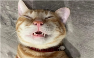 猫咪为什么仰头叫唤啊