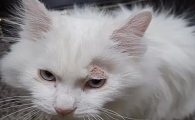有猫咪长小猫癣是为什么