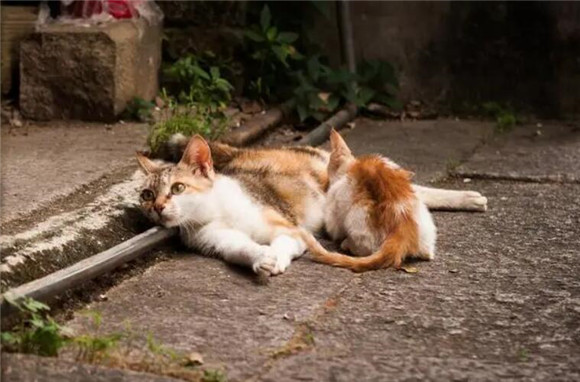 流浪猫一直用头蹭我手 流浪猫一直用头蹭我手