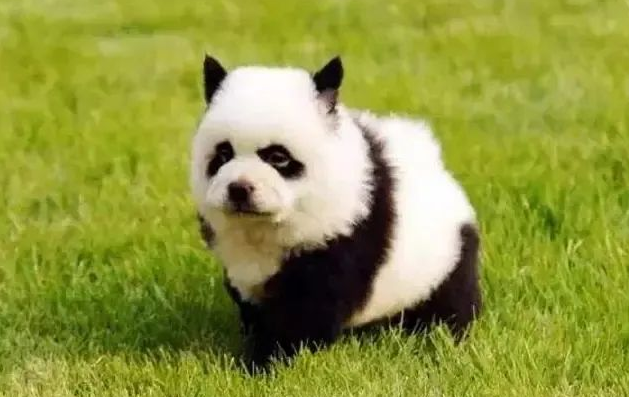 熊猫犬一只多少元