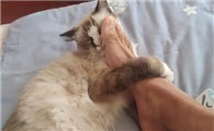 猫咪为什么老是抓人的脚啊