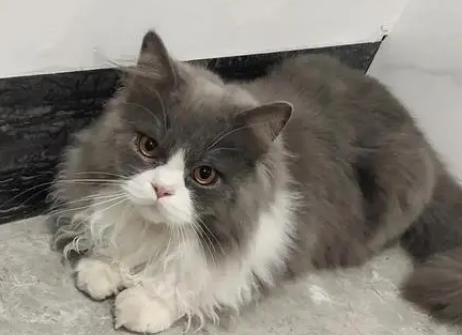 猫高地是什么意思 猫高地是什么意思