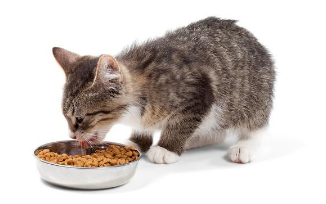 彼特堡猫粮配料表