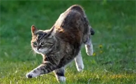 猫咪为什么春天往外跑啊