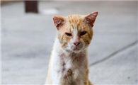 流浪猫被车撞了怎么办