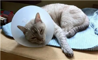 猫咪结石因为什么导致的啊
