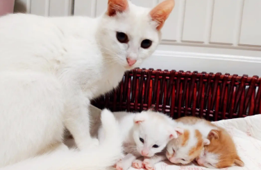 成年猫会欺负小奶猫吗 成年猫会欺负小奶猫吗