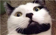 猫眼神为什么会有胡须呢