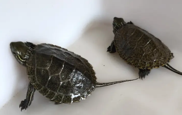 花草杂龟能繁殖后代吗