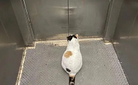 为什么猫咪不敢坐电梯