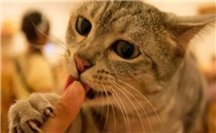 猫咪为什么老是舔人手指呢