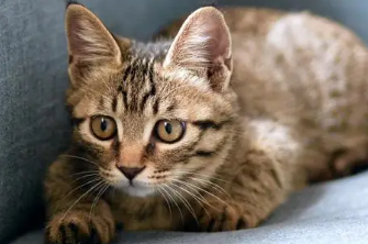 野生狸花猫是保护动物吗