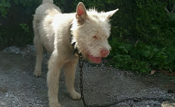 正宗下司犬多少钱一只图片