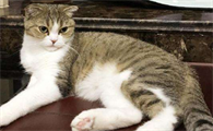 流浪猫身上会不会携带病毒
