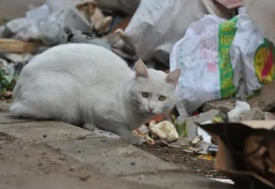 给流浪猫投毒算违法吗 给流浪猫投毒算违法吗