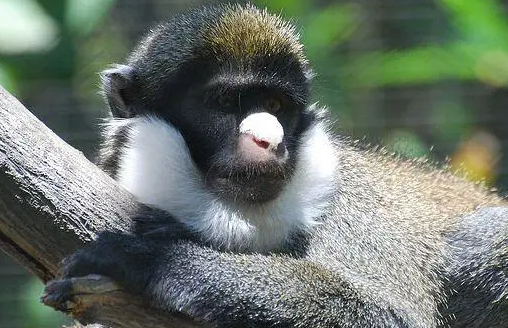 小白鼻长尾猴吃什么好呢? 小白鼻长尾猴吃什么好呢?