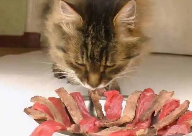 没有猫粮给猫吃什么 没有猫粮给猫吃什么