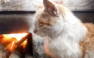 猫咪想烤火是为什么