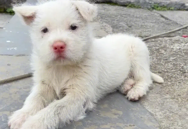 下司犬智商相当于几岁