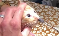 猫身上寄生虫怎么彻底去除啊