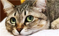 猫咪为什么会出现厌食行为啊