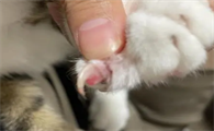 猫咪的指甲为什么会断掉呢