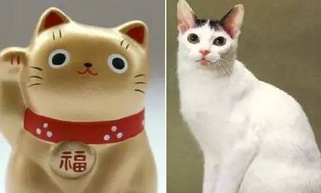 招财猫的含义是什么