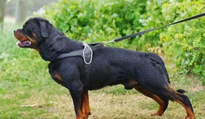 十大看家犬，看看认不认识，最后一个经常吓哭小孩